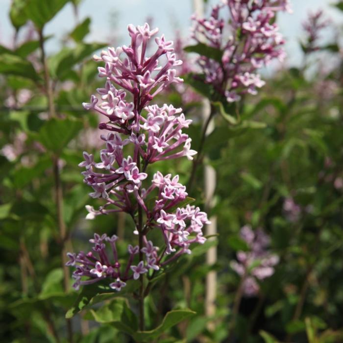 Syringa 'Josée' plant