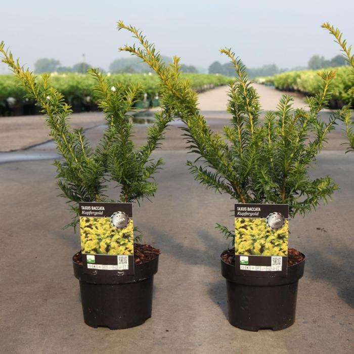 Taxus baccata 'Kupfergold' plant