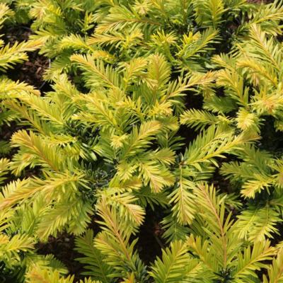 taxus-baccata-kupfergold