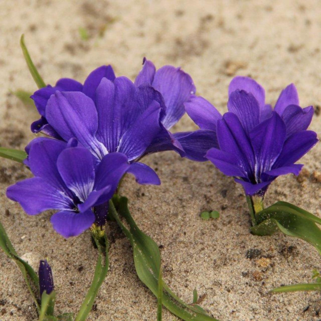 Tecophilaea cyanocrocus 'Violacea' plant