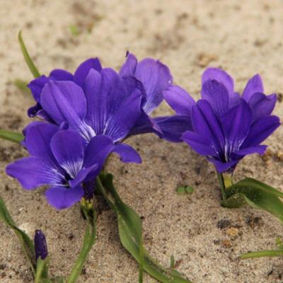 tecophilaea-cyanocrocus-violacea