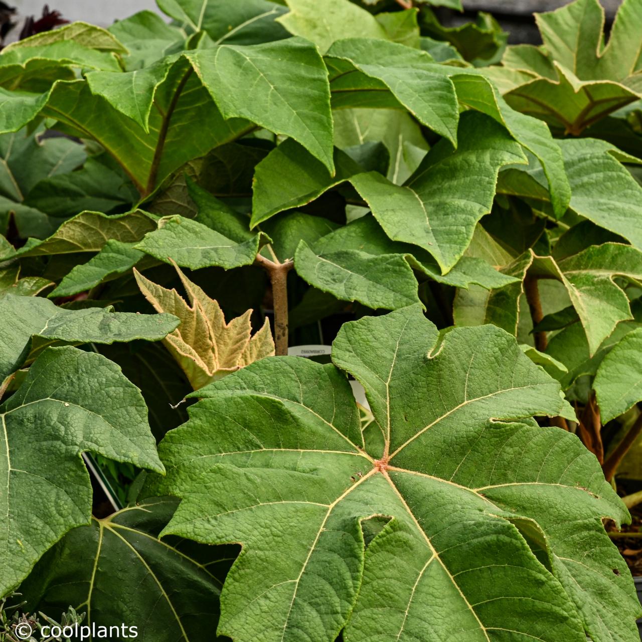 Tetrapanax papyrifera 'Rex' plant