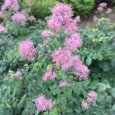 thalictrum-aquilegifolium-thundercloud