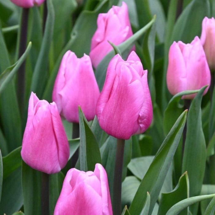 Tulipa 'Aafke' plant