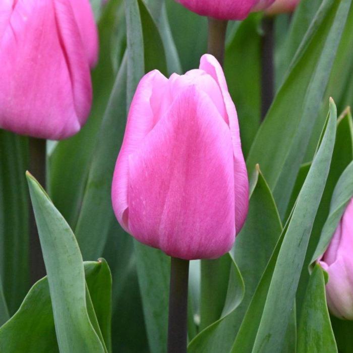 Tulipa 'Aafke' plant