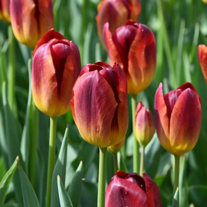 Tulipa 'Amberglow' plant