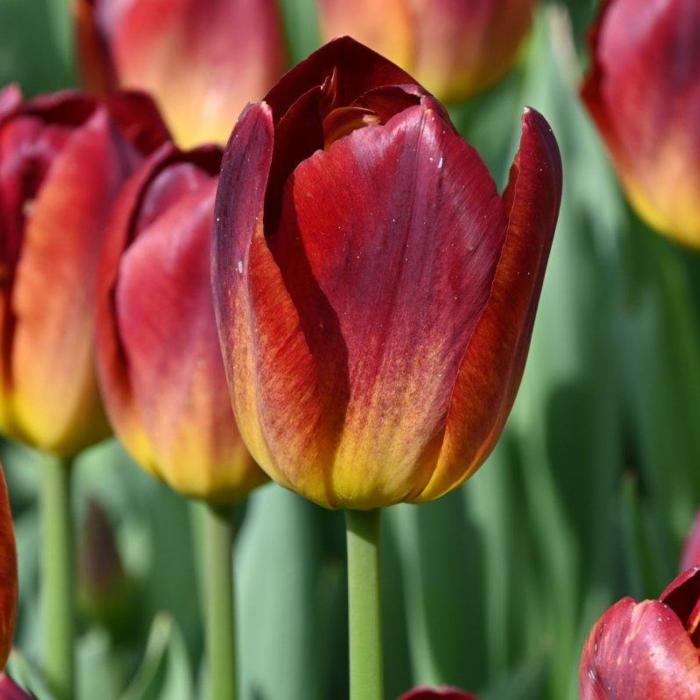 Tulipa 'Amberglow' plant