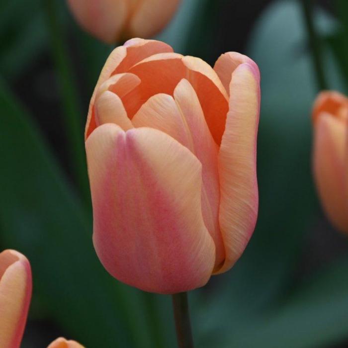 Tulipa 'Apricot Foxx' plant