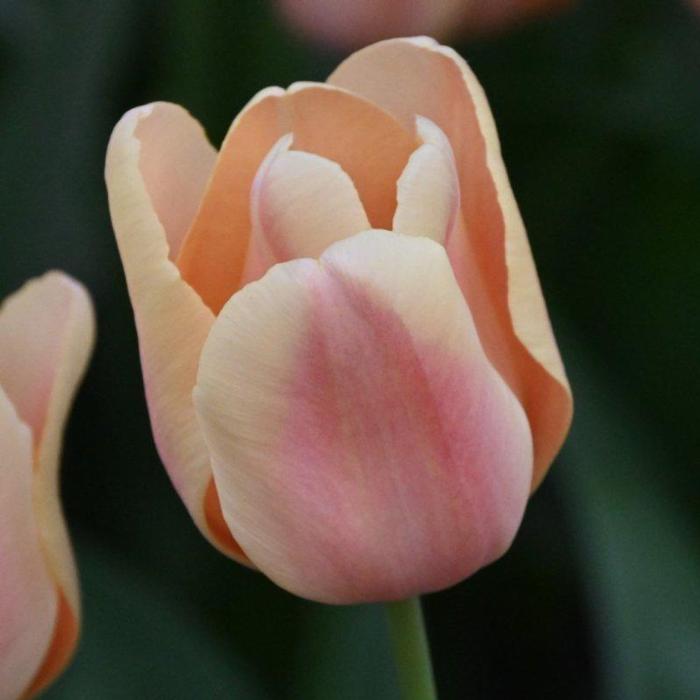 Tulipa 'Apricot Foxx' plant