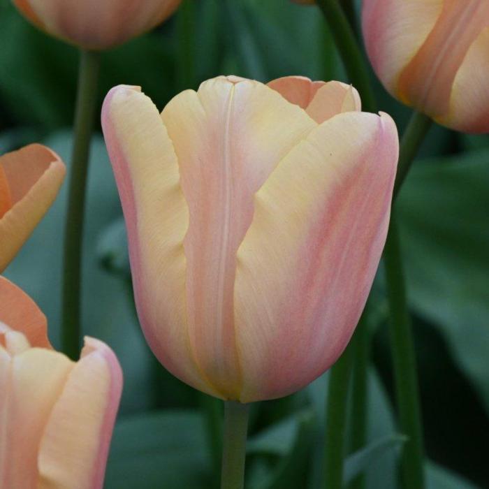 Tulipa 'Apricot Foxx' plant