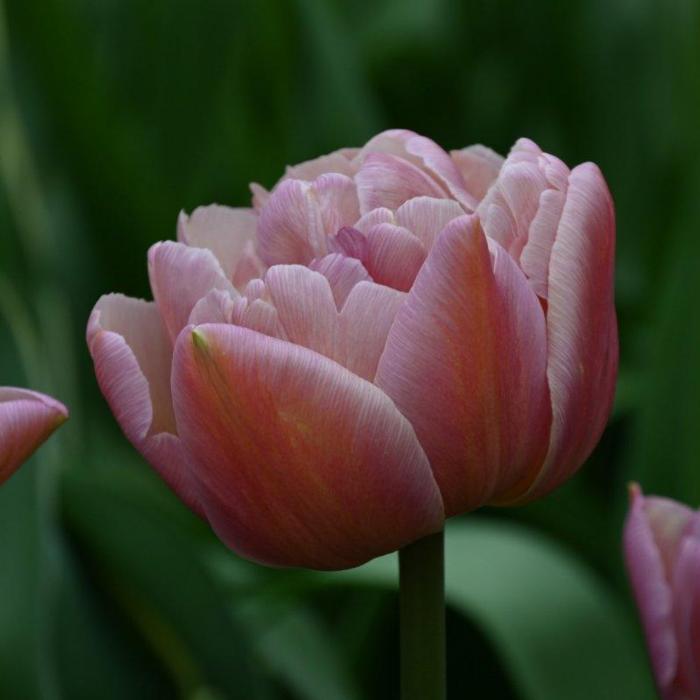 Tulipa 'Beachberry' plant