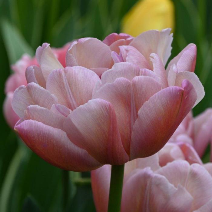 Tulipa 'Beachberry' plant