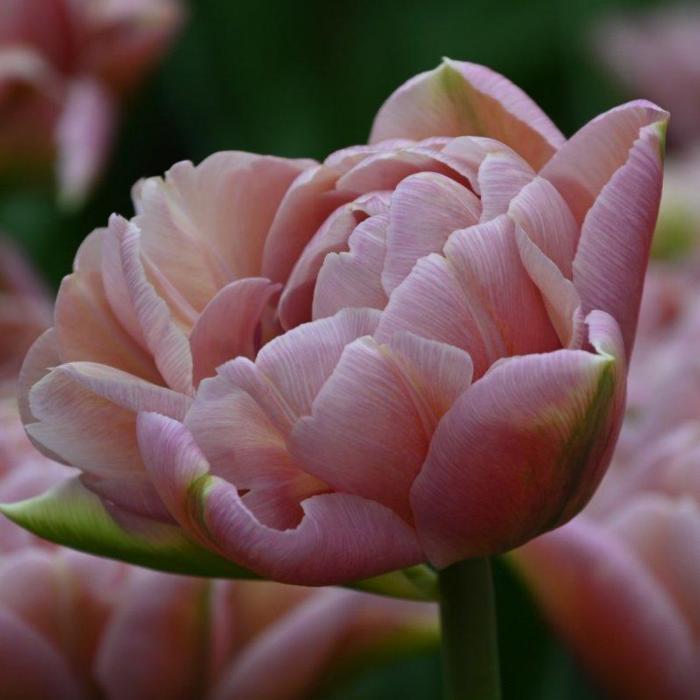 Tulipa 'Beachberry' plant