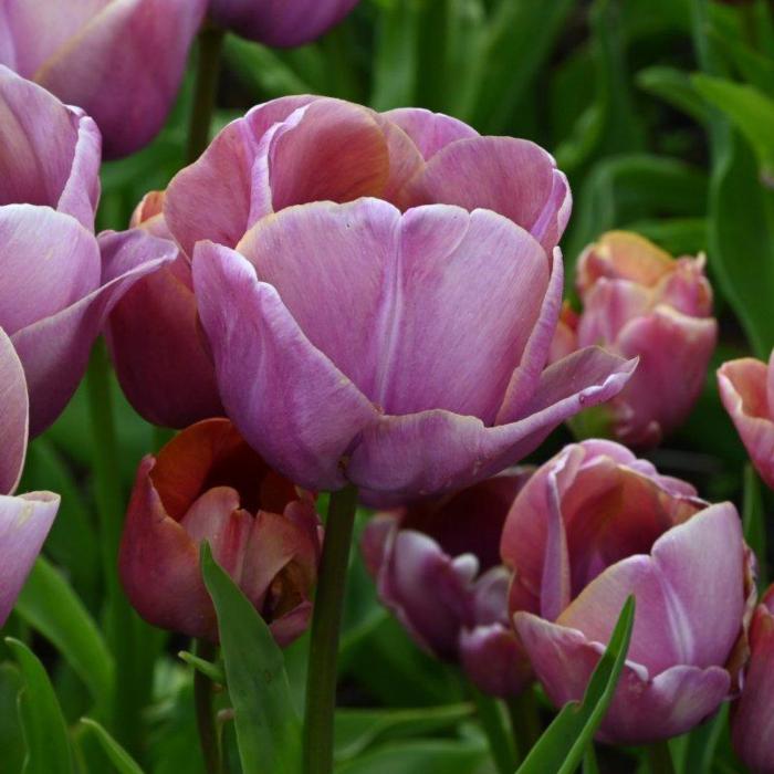 Tulipa 'Blue Heaven'  plant