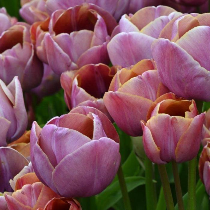 Tulipa 'Blue Heaven'  plant