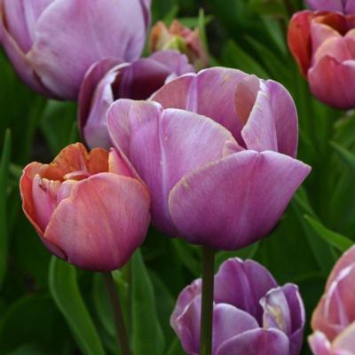 tulipa-blue-heaven