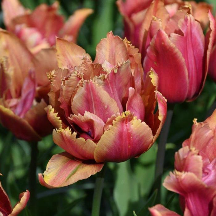 Tulipa 'Callahan' plant