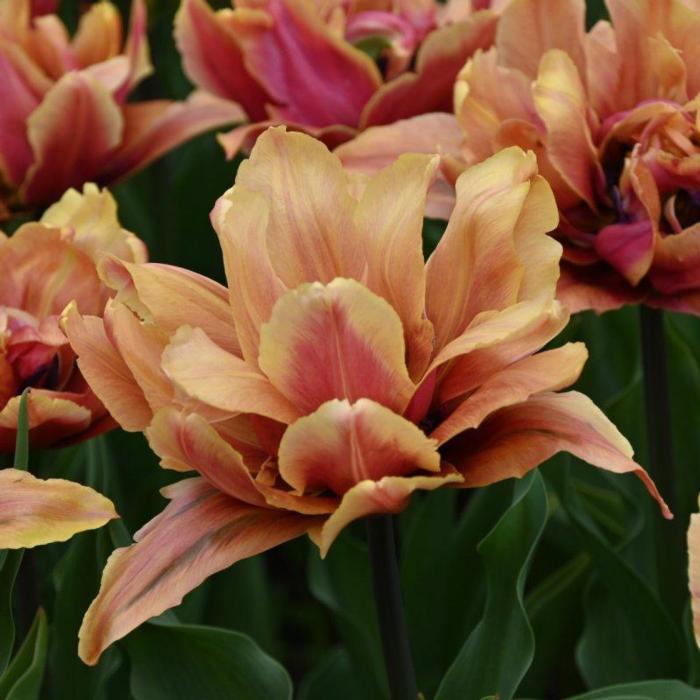 Tulipa 'Callahan' plant