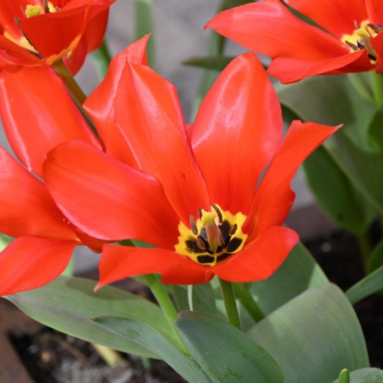 Tulipa eichleri 'Clare Benedict' plant