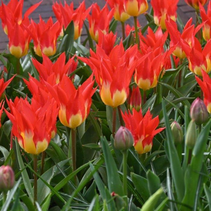 Tulipa 'Flames Mystery' plant