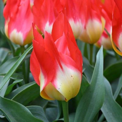 tulipa-flames-mystery