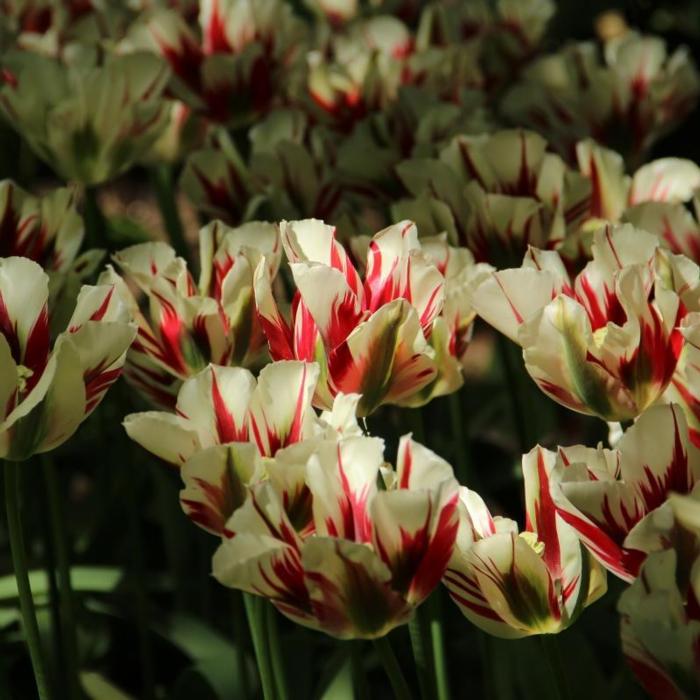 Tulipa 'Flaming Springgreen' plant