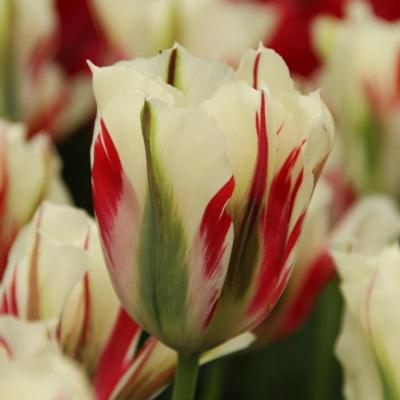 tulipa-flaming-springgreen