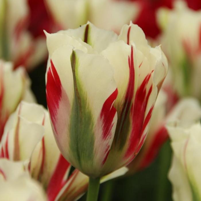 Tulipa 'Flaming Springgreen' plant