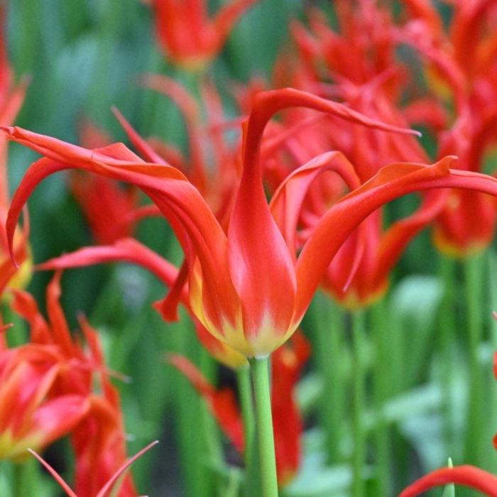 Tulipa 'Go Go Red' plant