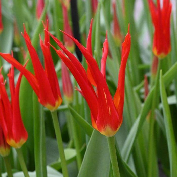 Tulipa 'Go Go Red' plant