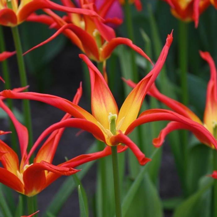 Tulipa 'Go Go Red' plant