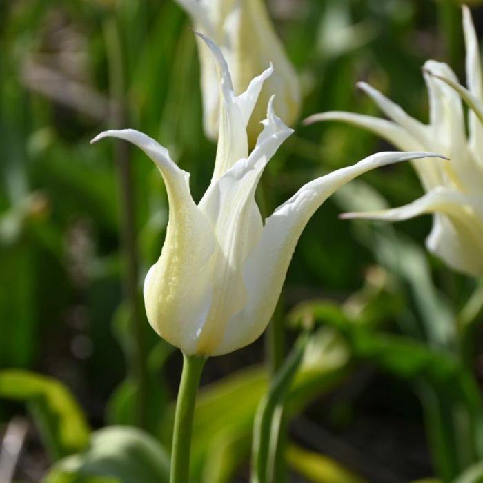 Tulipa 'Health Care' plant