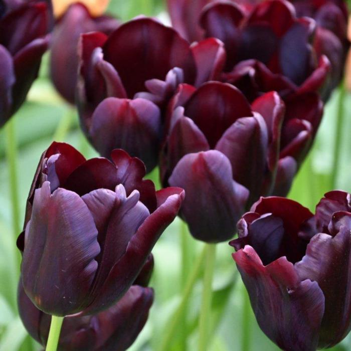 Tulipa 'Hot Chocolate' plant