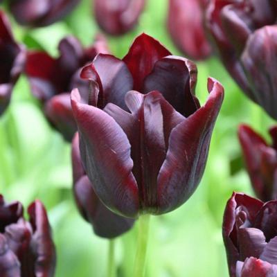 tulipa-hot-chocolate