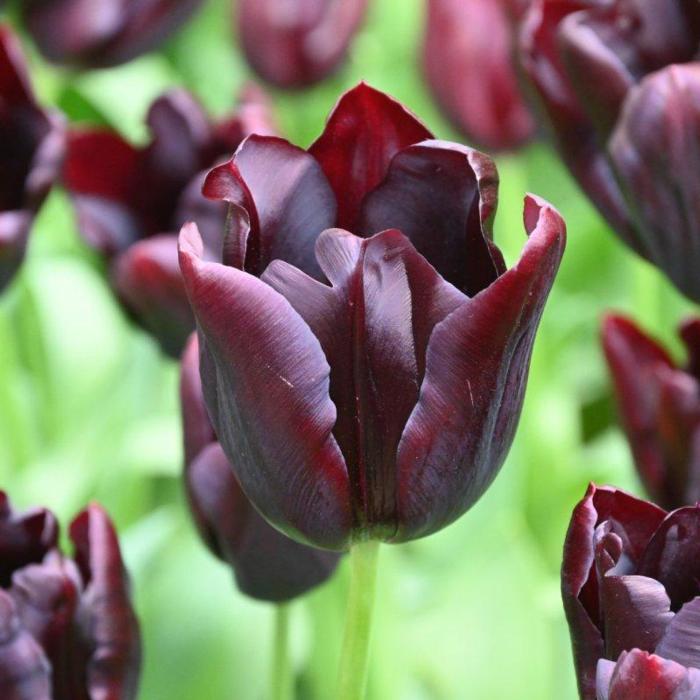 Tulipa 'Hot Chocolate' plant