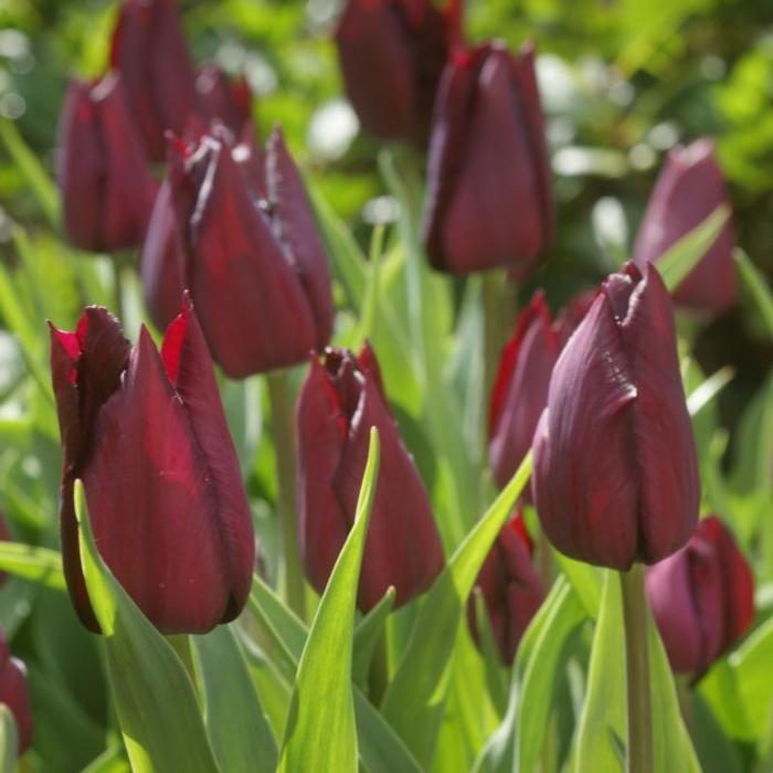 Tulipa 'Indeland' plant