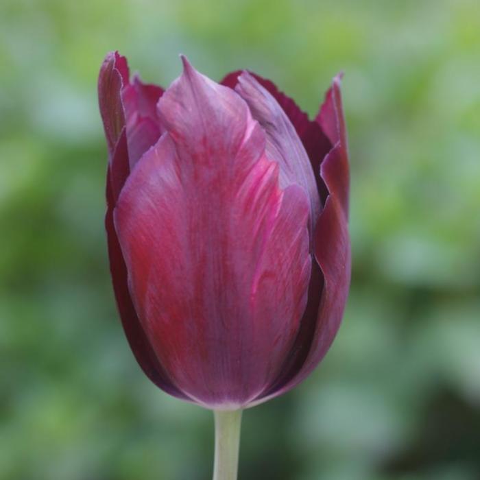 Tulipa 'Indeland' plant