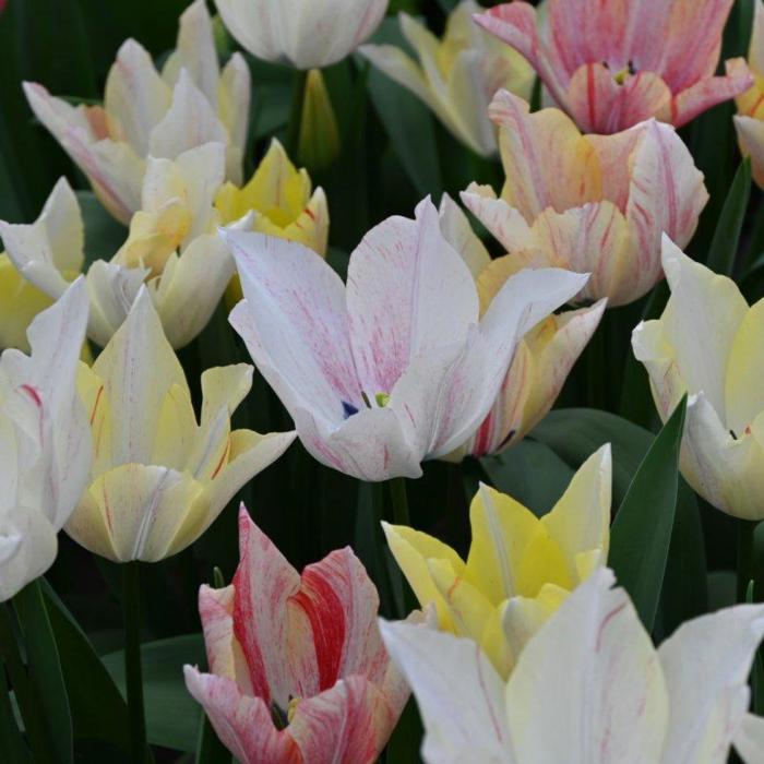 Tulipa 'Karate' plant