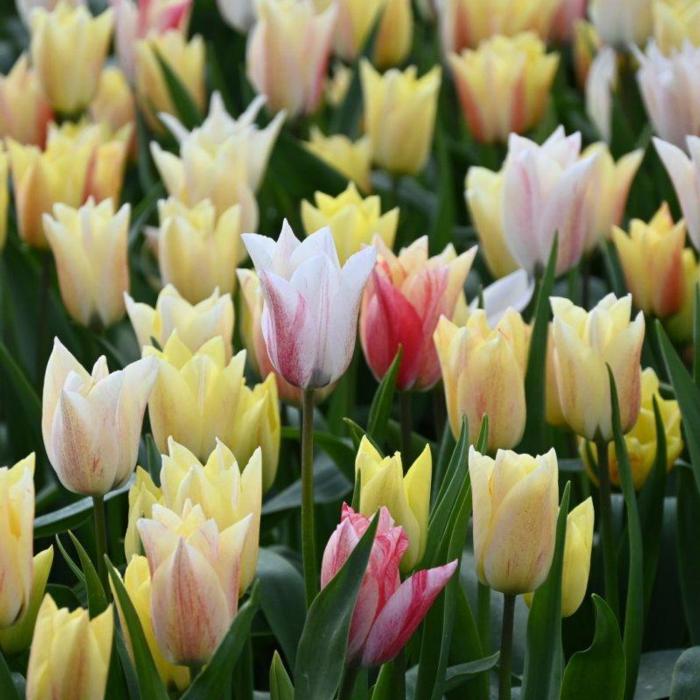 Tulipa 'Karate' plant