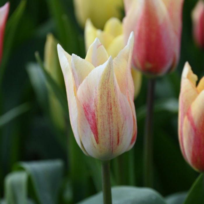 Tulipa 'Karate' plant