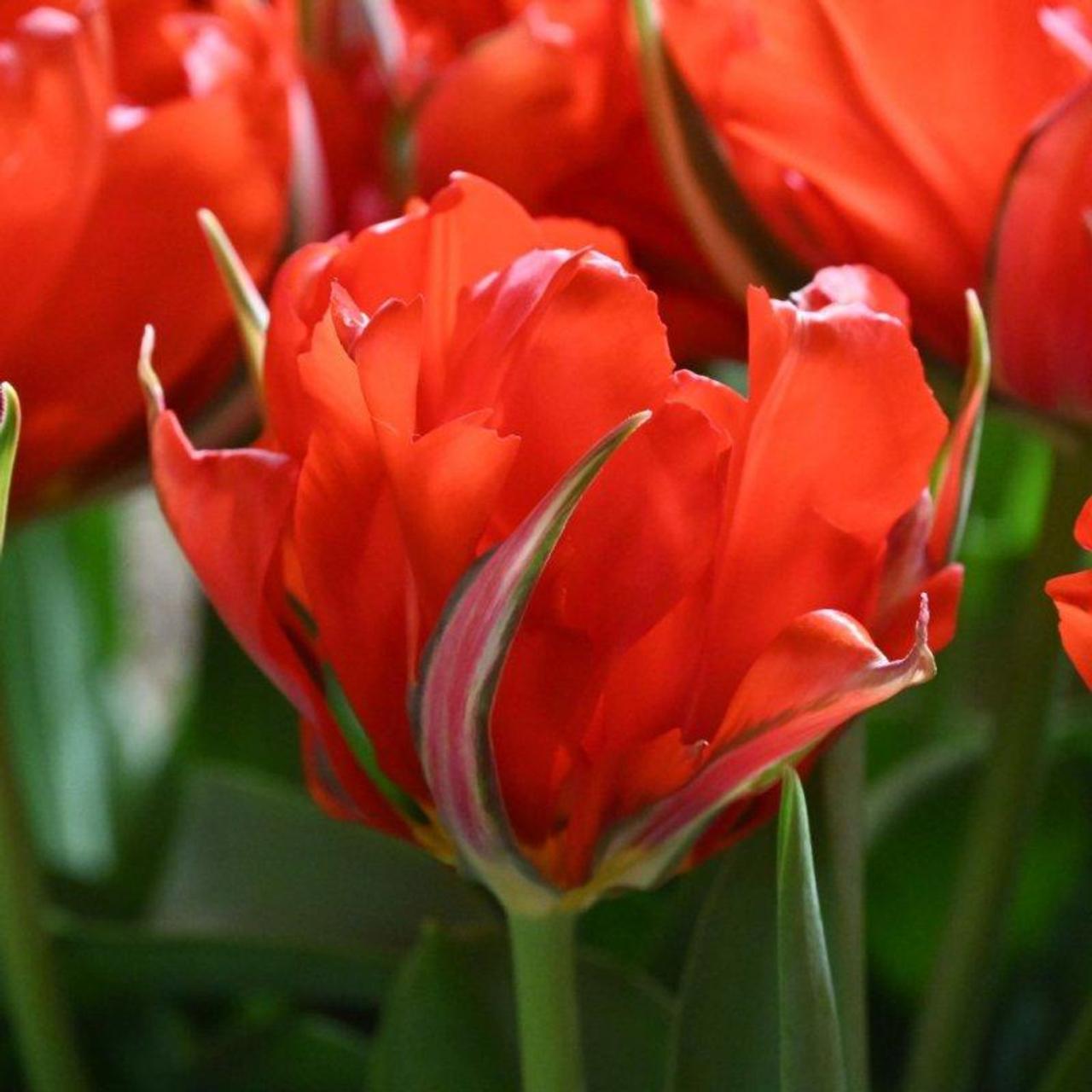 Tulipa 'Love Valley' plant