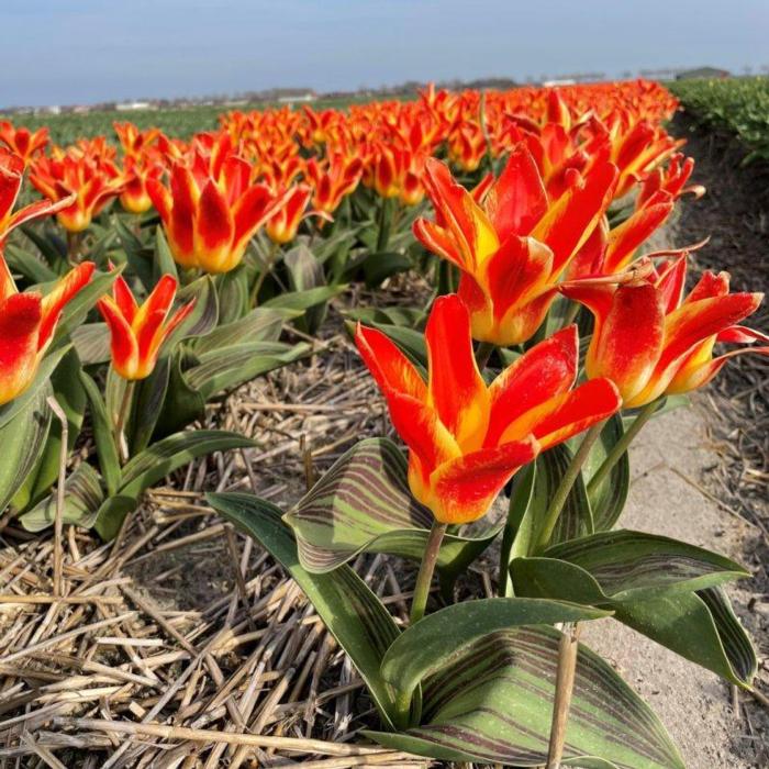 Tulipa 'Mariss Jansons'  plant