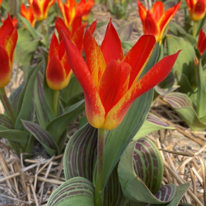 Tulipa 'Mariss Jansons'  plant