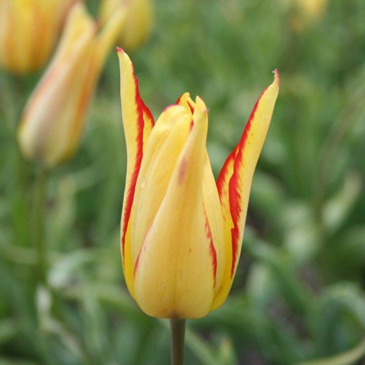 Tulipa mauritiana 'Cindy' plant