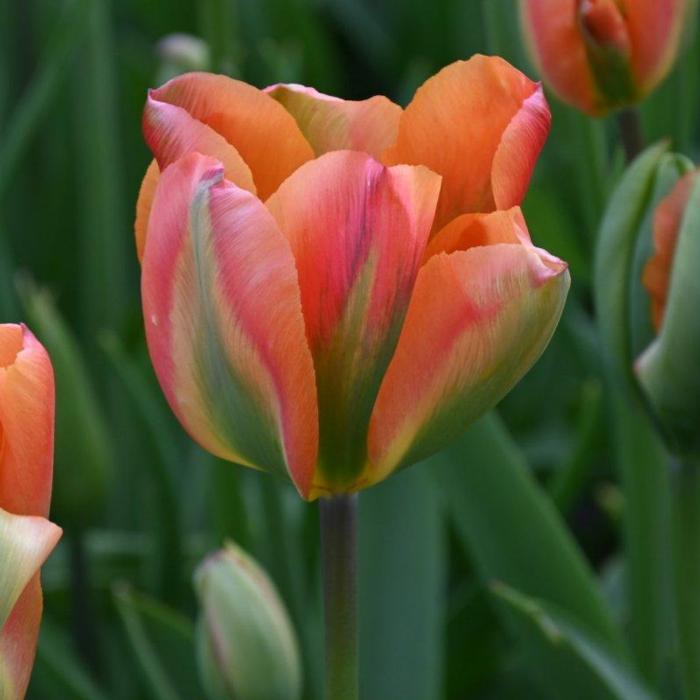 Tulipa 'Orange Marmelade'  plant