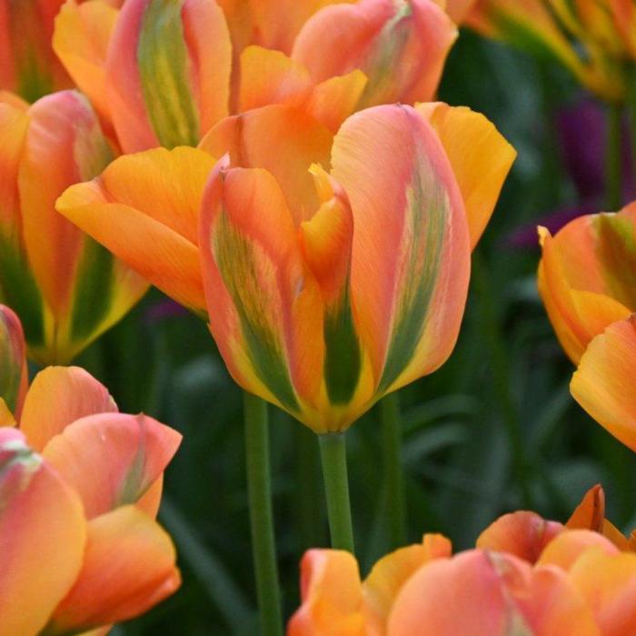 Tulipa 'Orange Marmelade'  plant