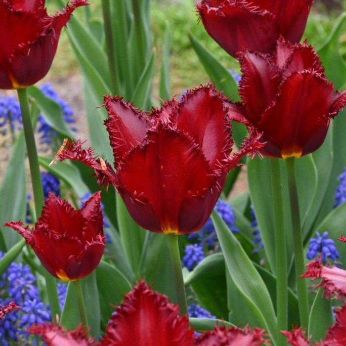 Tulipa 'Pacific Pearl' plant