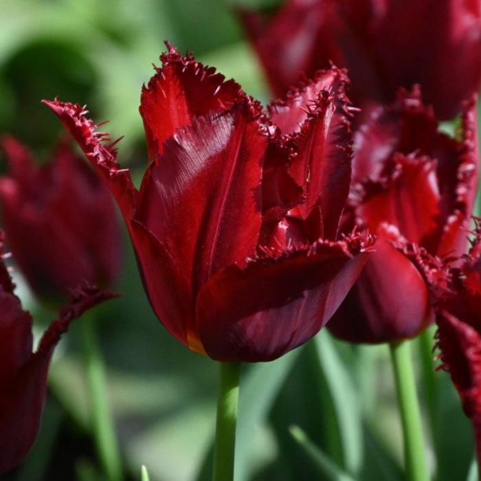 Tulipa 'Pacific Pearl' plant