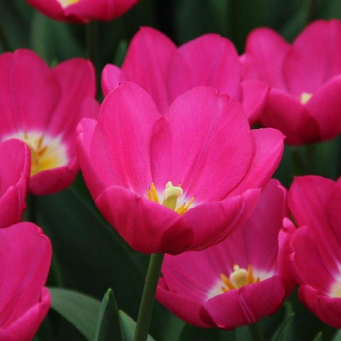 Tulipa 'Pink Ardour' plant