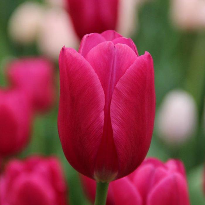 Tulipa 'Pink Ardour' plant